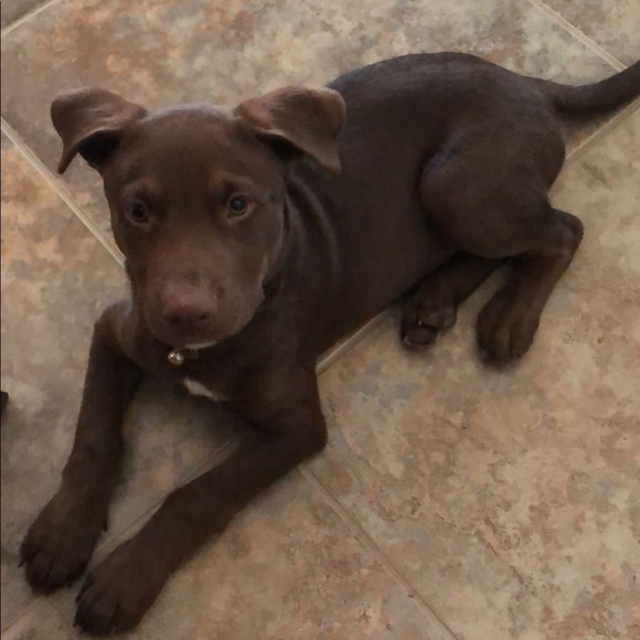 Meet your Posher, Amaris - Picture 1 of 1